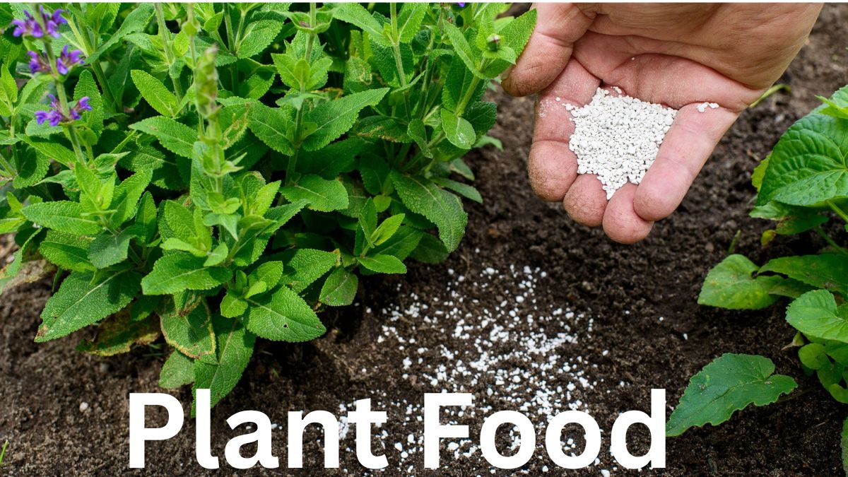 Plant Food