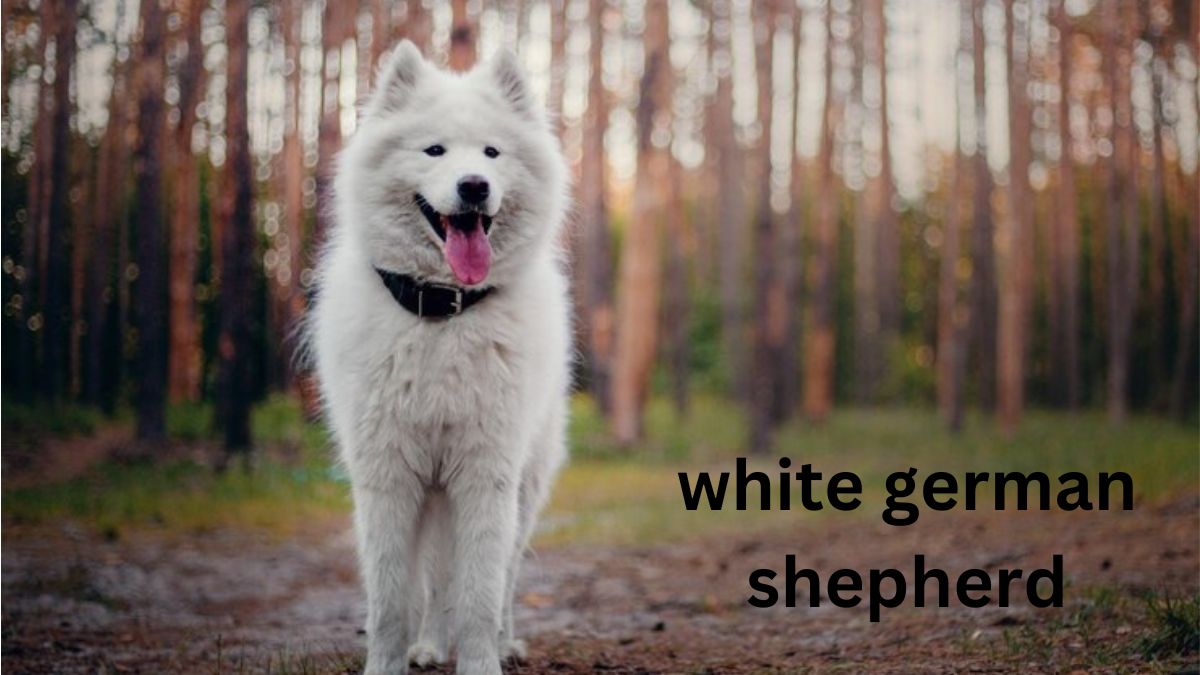 white german shepherd